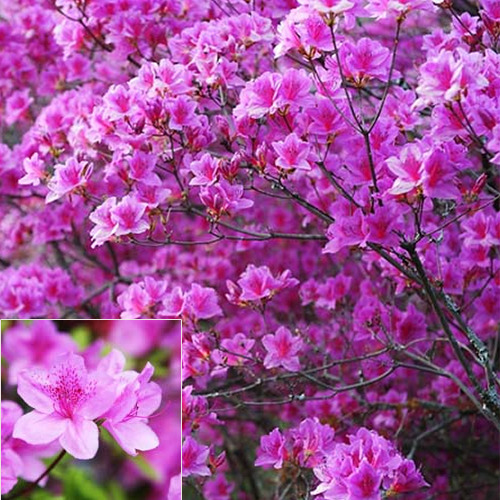 [아름다운갤러리]철쭉(자산홍) 분홍색의 꽃이 피는 품종(20주이상 차량배송)