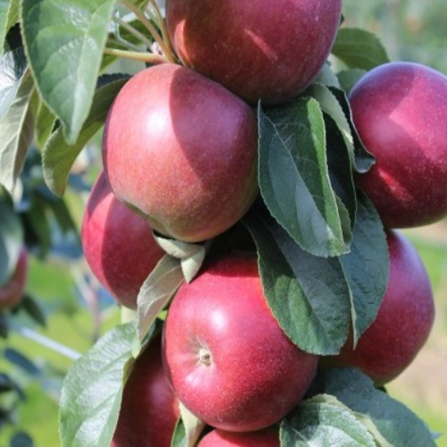 [아름다운갤러리]기둥형사과(기둥사과) 열매의 크기는 120g정도이고 숙기는 9월중순으로 내한성도 강하여 전국 어디서나 재배 가능함.