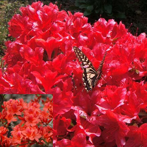 [아름다운갤러리]영산홍(철쭉베니) 진한 붉은색의 꽃이 특징(20주이상 차량배송)