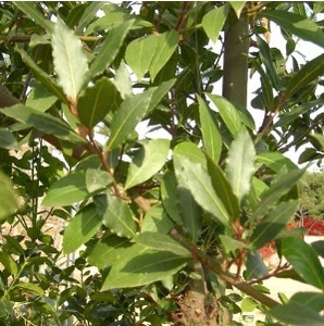 [아름다운갤러리]월계수(Laurus nobilis) 잎에 강한향이 있어 각종요리에 이용됨