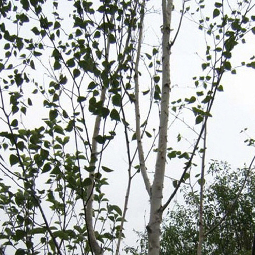 [아름다운갤러리]백자작나무/잭큐몬티 전국에 걸쳐 식재되고 있는 수종