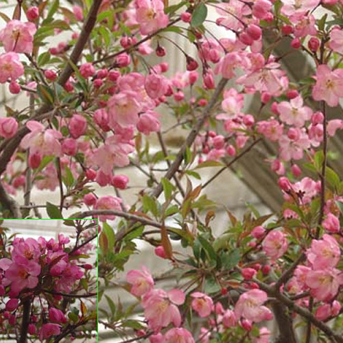 [아름다운갤러리]수사해당화(서부해당화) 꽃이  아주 화려한 나무