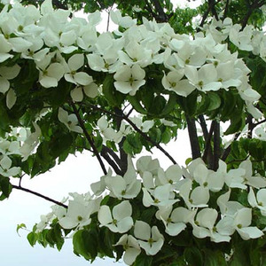 [아름다운갤러리]산딸나무최고의 조경수나무